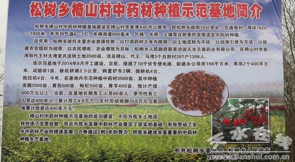 松樹鄉(xiāng)椅山中藥材種植基地 (4).jpg