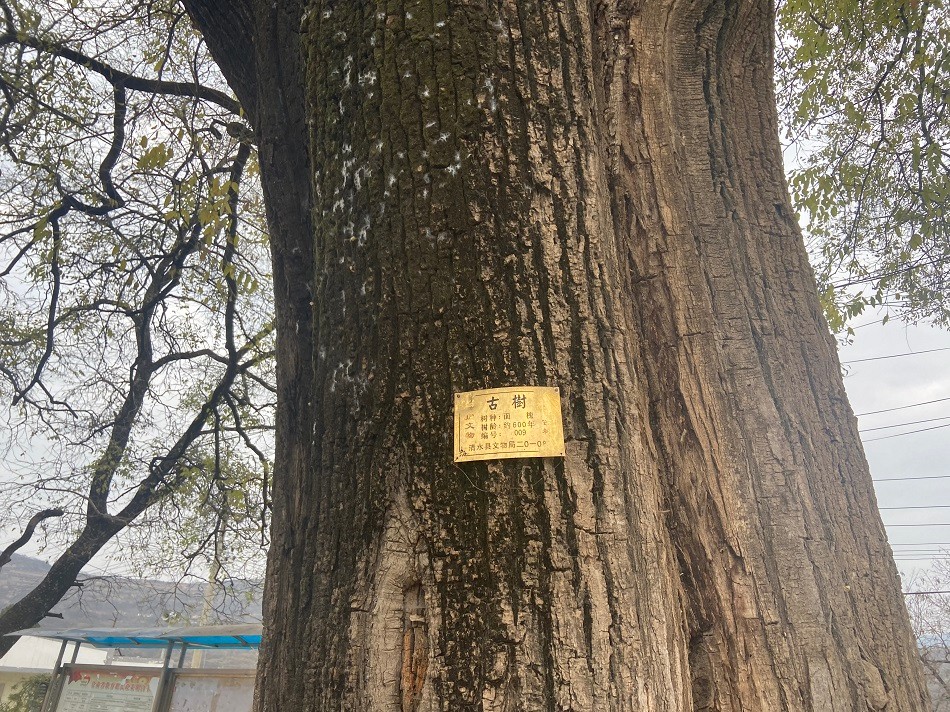 1605148407679081958.jpg